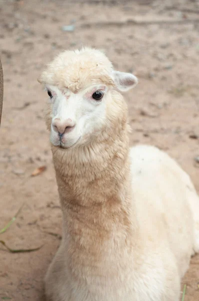 Alpaca — Stock Photo, Image