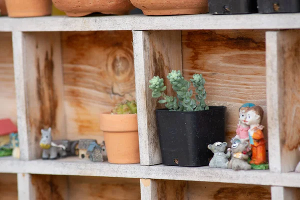 Small cactus — Stock Photo, Image