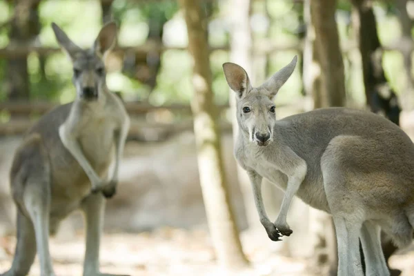 Kangaroo — Stock Photo, Image