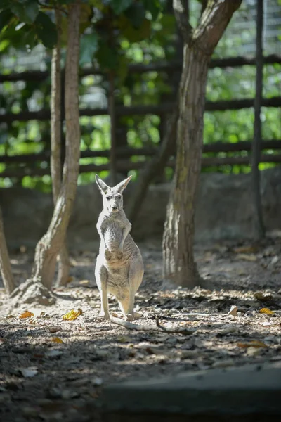 Kanguru — Stok fotoğraf