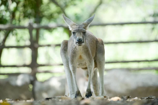 Kanguru — Stok fotoğraf