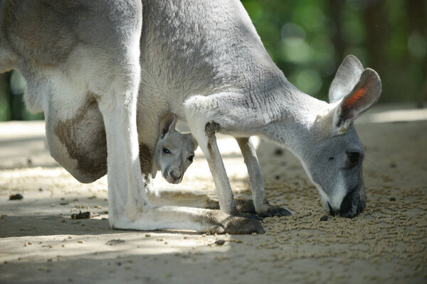 Kangaroo