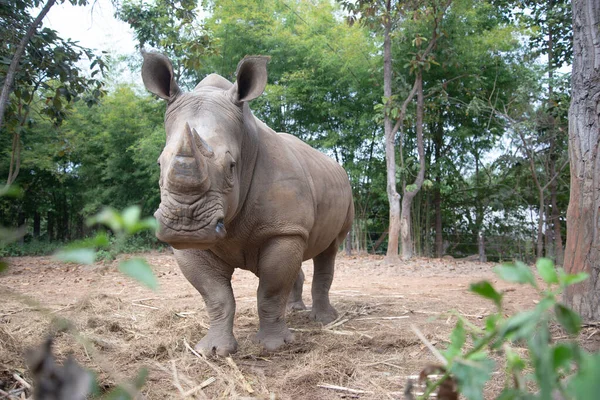 Witte neushoorn — Stockfoto