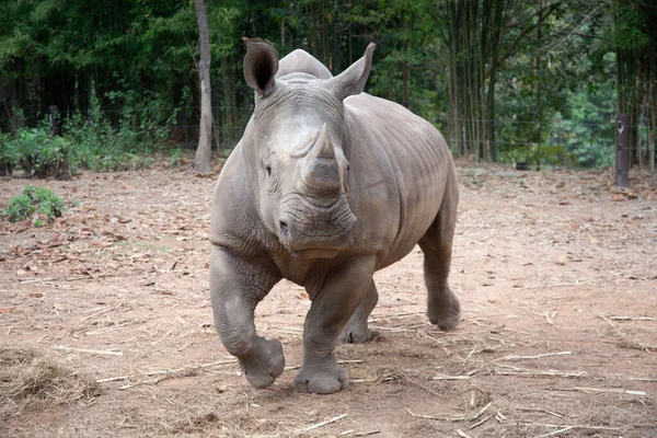 Witte neushoorn — Stockfoto