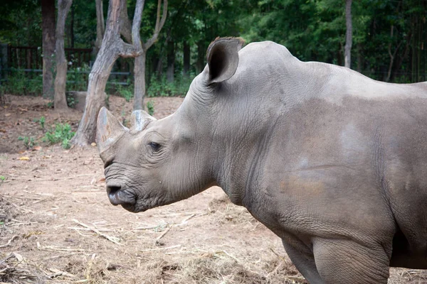 Witte neushoorn — Stockfoto