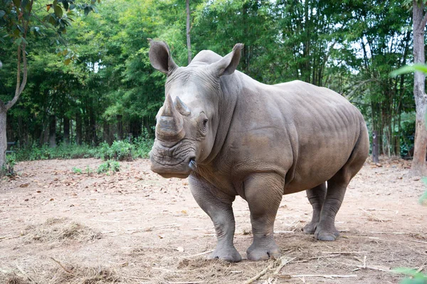 Witte neushoorn — Stockfoto