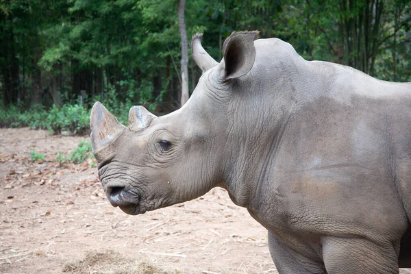 Witte neushoorn — Stockfoto