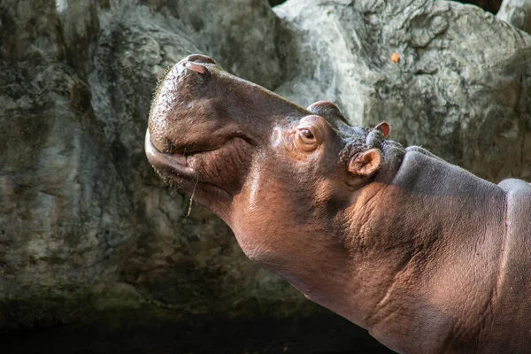 Hippopotamus — Stock Photo, Image