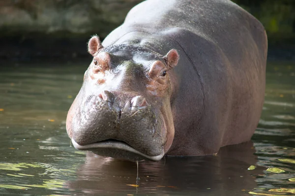 Hippopotame — Photo