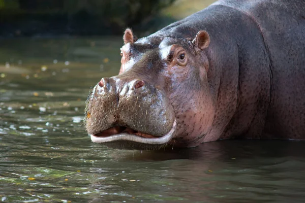 Hippopotame — Photo