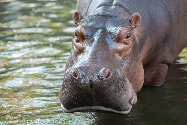 Nilpferd — Stockfoto