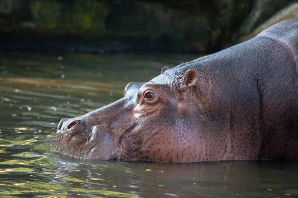 Nilpferd — Stockfoto