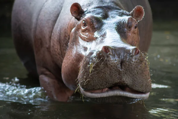 Hippopotame — Photo