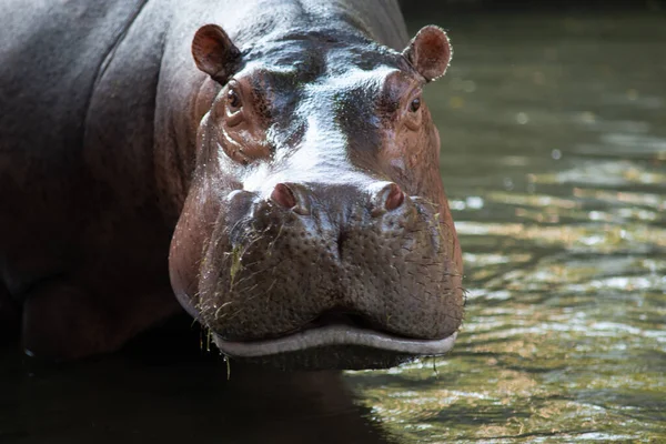 Hippopotame — Photo