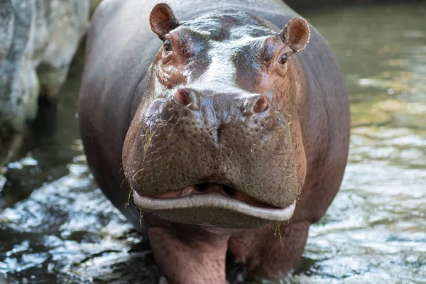 Hippopotame — Photo