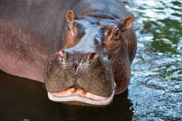 Hippopotame — Photo