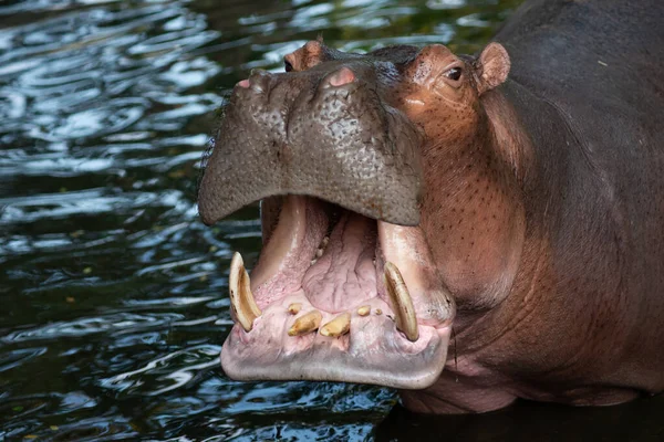 Hippopotamus — Stock Photo, Image