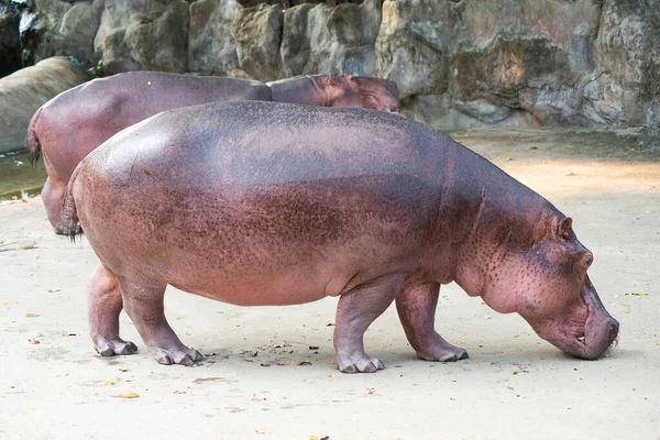 Hippopotamus — Stock Photo, Image