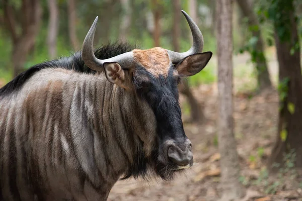 Wilde dieren — Stockfoto