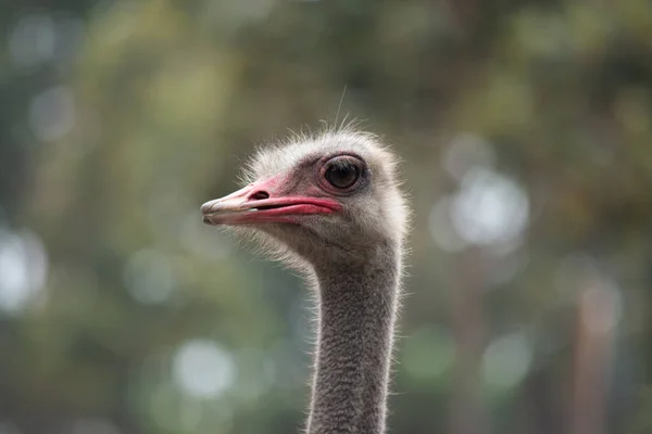 Strauß — Stockfoto