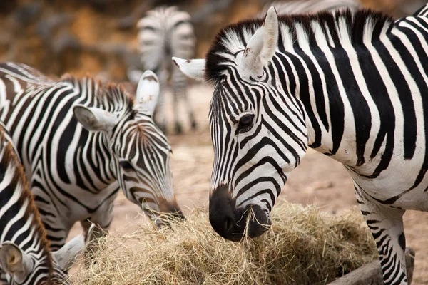 Zebra — Stock Photo, Image