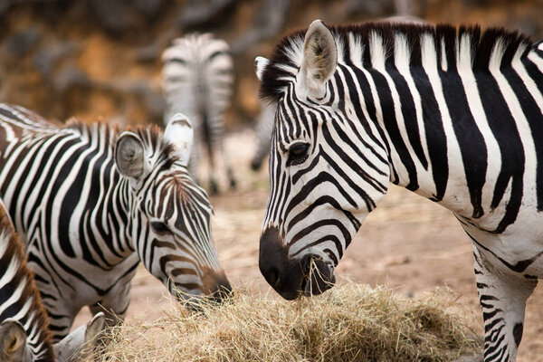 Zebras stripes perhaps serve to dazzle and confuse predators and biting insects, or to control the animals body heat. Because each individuals stripes are unique, their stripes may also have a social purpose, helping zebras to recognise one other