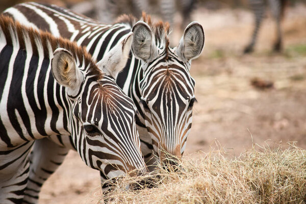 Zebras stripes perhaps serve to dazzle and confuse predators and biting insects, or to control the animals body heat. Because each individuals stripes are unique, their stripes may also have a social purpose, helping zebras to recognise one other