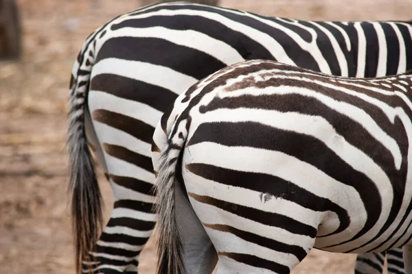 Zebra — Stock Photo, Image