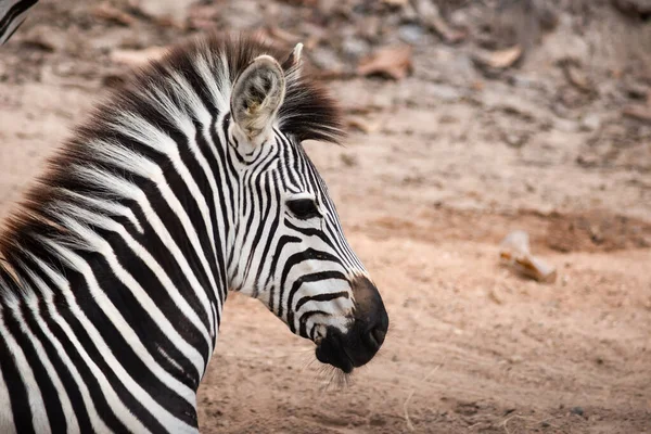 Zebra — Stok fotoğraf