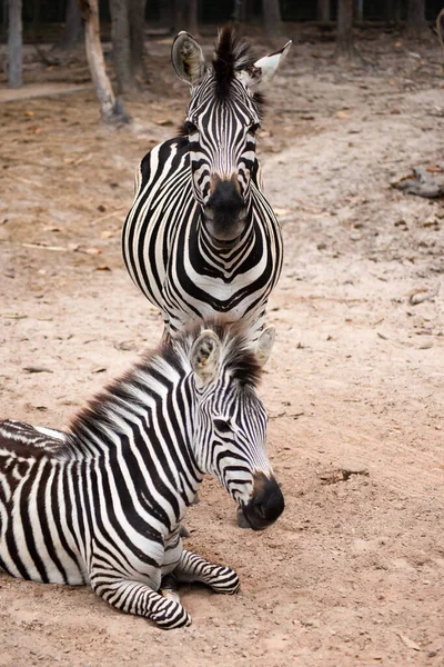 Zebra. — Fotografia de Stock