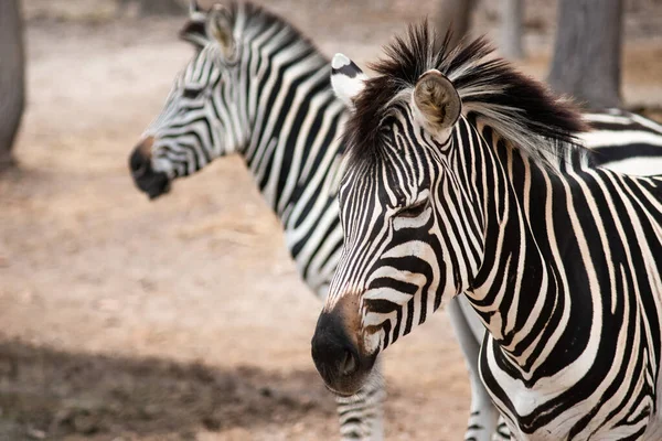 Zebra — Stock Photo, Image