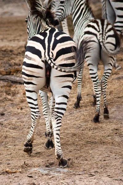 Zebra. — Fotografia de Stock