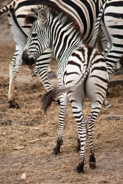 Zebra — Stock Photo, Image