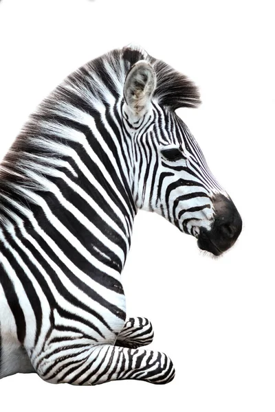 Zebra — Stock Photo, Image