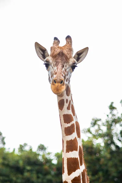 Une girafe — Photo