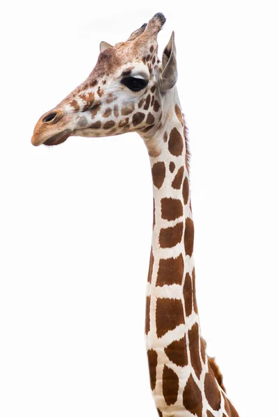 Una giraffa — Foto Stock