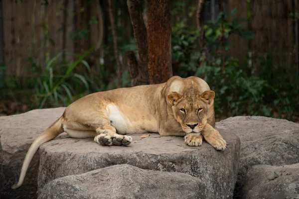 Lion — Stock Photo, Image