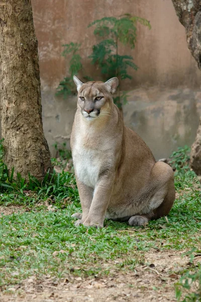 Cougar or Puma — Stock Photo, Image