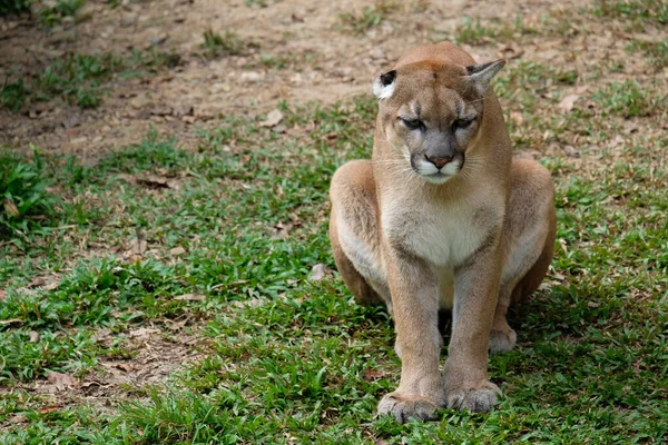 Cougar o Puma — Foto de Stock