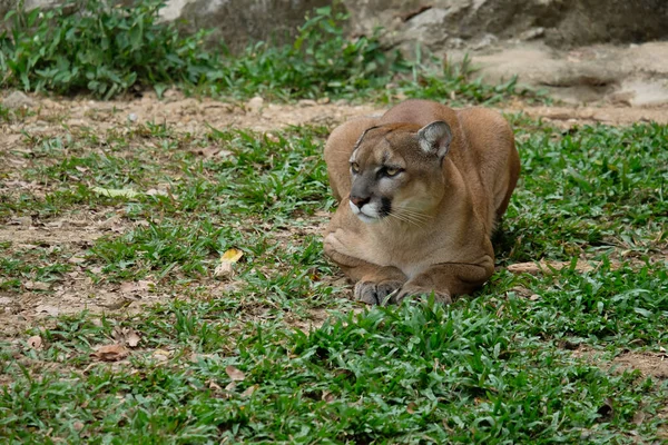 Cougar sau Puma — Fotografie, imagine de stoc