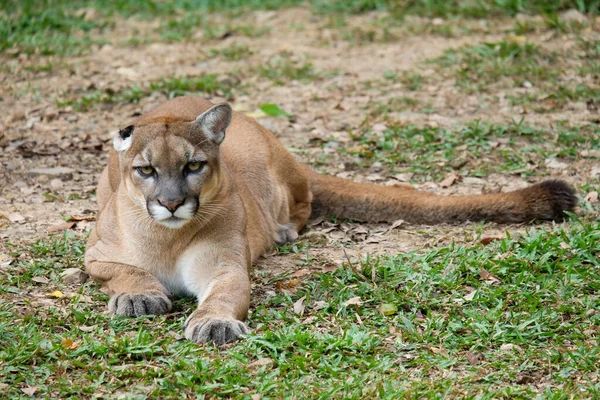 Cougar or Puma — Stock Photo, Image