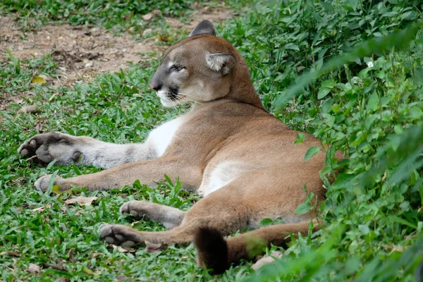 Cougar or Puma — Stock Photo, Image