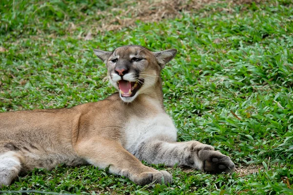 Cougar or Puma — Stock Photo, Image