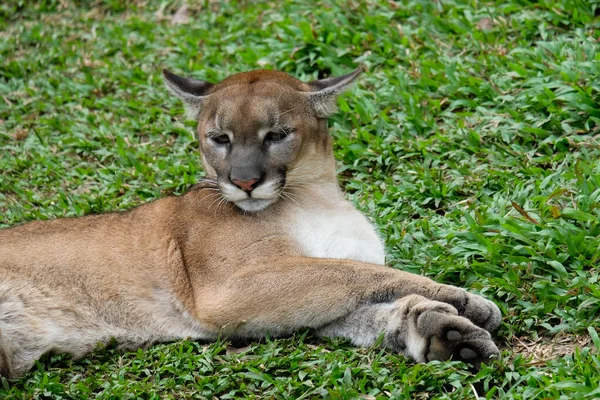 Cougar or Puma — Stock Photo, Image