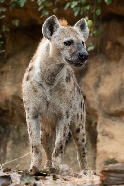 Fläckig hyena — Stockfoto