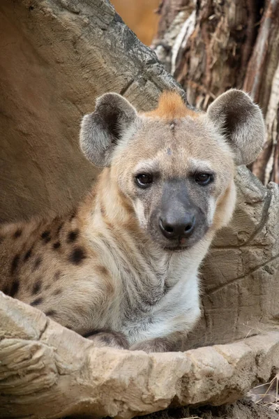 Fläckig hyena — Stockfoto