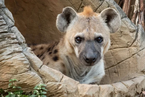 Fläckig hyena — Stockfoto