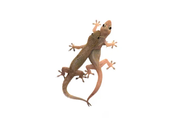 Lizards are breeding Stock Photo