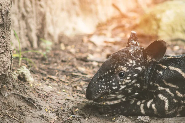 Newborn of baby tarpir — Stock Image Newborn of baby tarpir Stock Picture