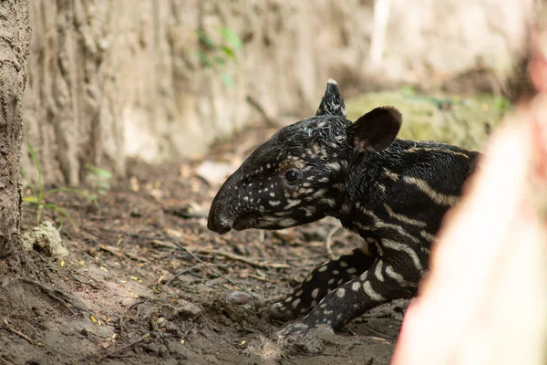 Newborn of baby tarpir — Stock Image Newborn of baby tarpir Stock Photo